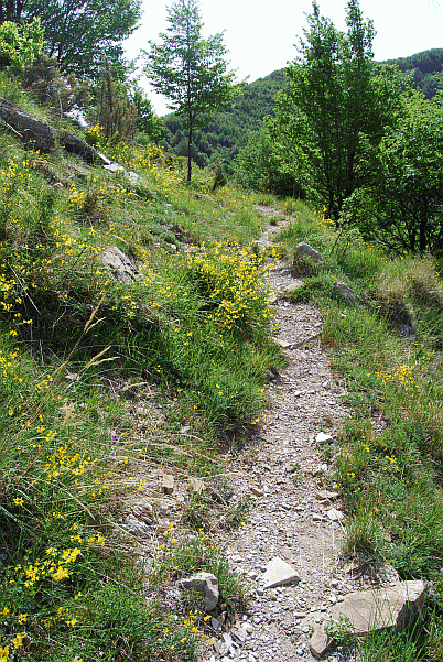 L’uscita dal bosco