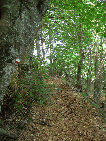 Passaggio nella faggeta
