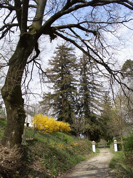 Le sequoie di Villa Erizzo