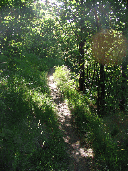 Nel bosco