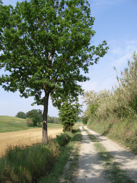 La stradina sul crinale