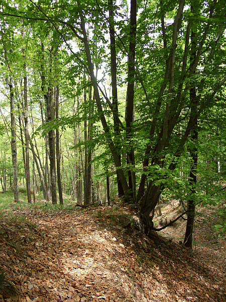Il sentiero nel bosco di Roccabianca