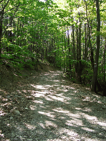 La carrareccia nel castagneto