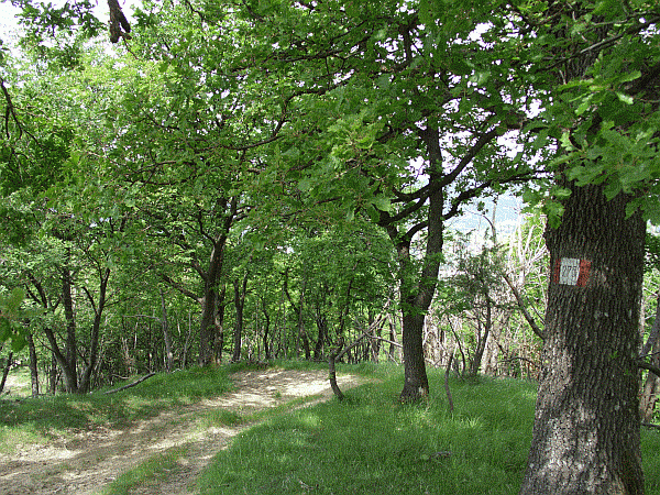 Passaggio tra le querce