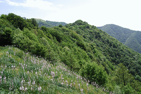 Fioritura di asfodeli
