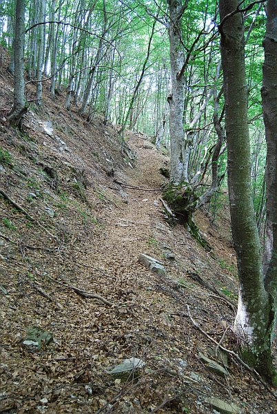 Nella faggeta