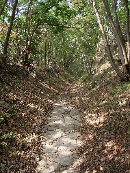 Passaggio nel bosco
