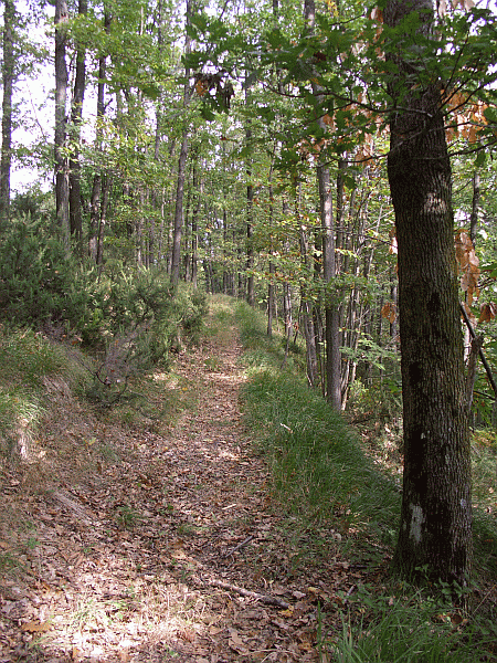 Rientro nel bosco