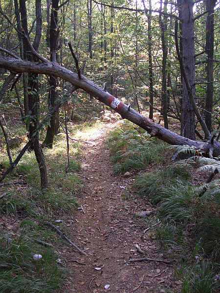 Il bosco