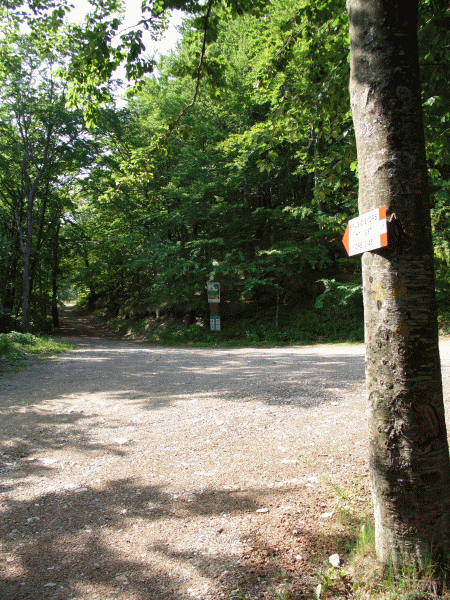 Il sentiero nel bosco