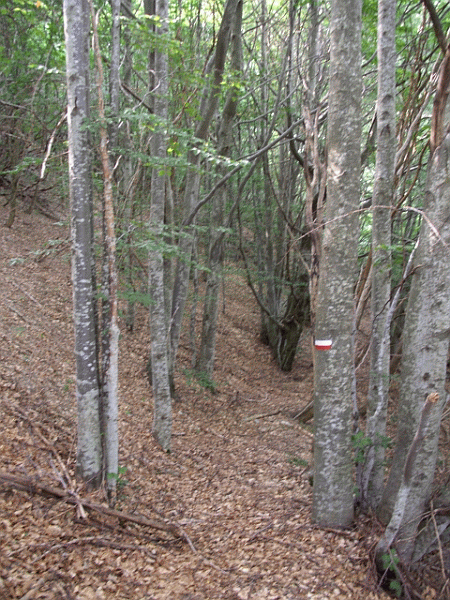 Il bosco