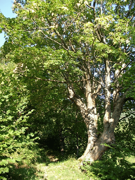 Acero di Monte