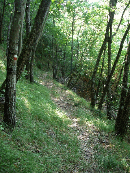 Il bosco