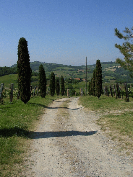Passaggio tra i cipressi