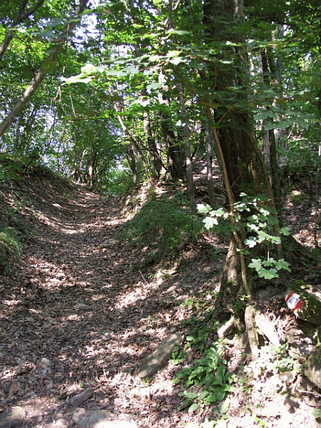 Passaggio nel bosco