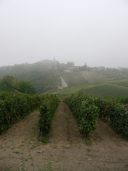 I vigneti di Monleale