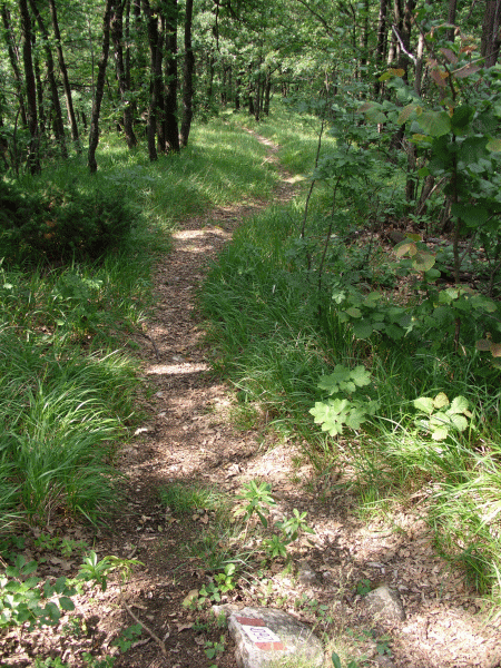 Il sentiero entra nel bosco