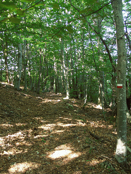 Passaggio nella faggeta