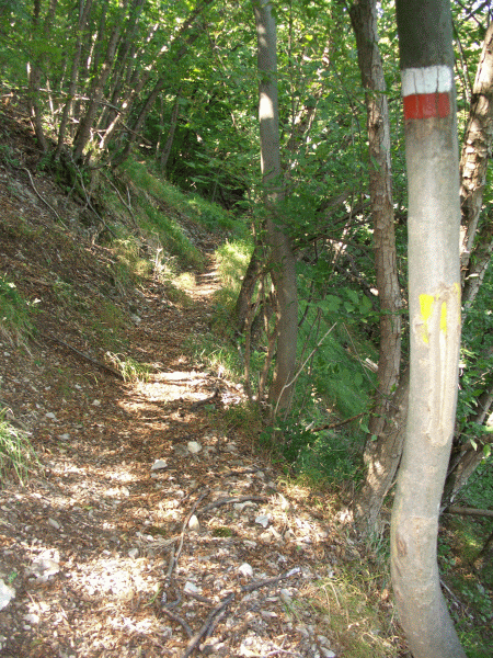 Passaggio nel bosco
