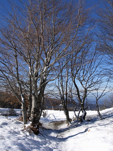 Faggi sul crinale