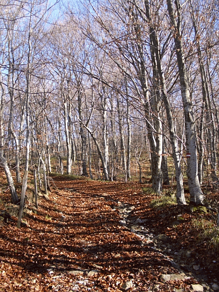 La faggeta