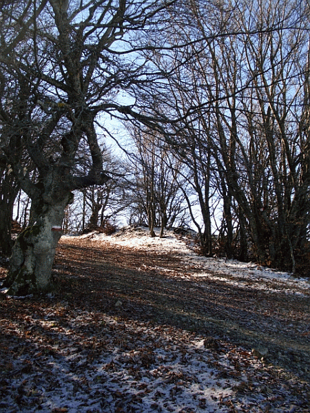 La sommità del Monte Boglelio (mt. 1492)