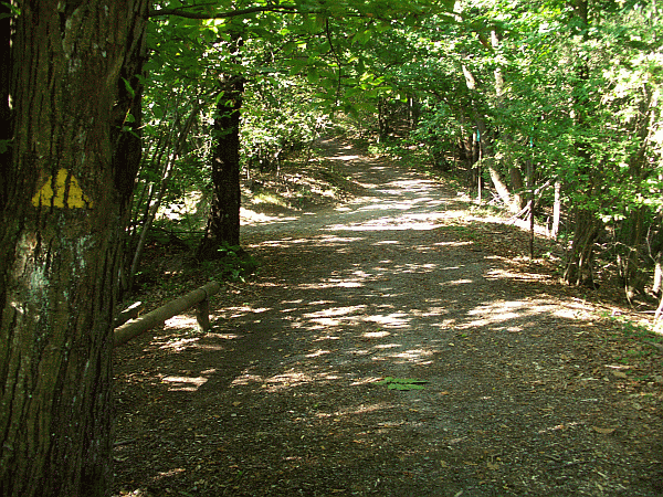 Passaggio nel bosco