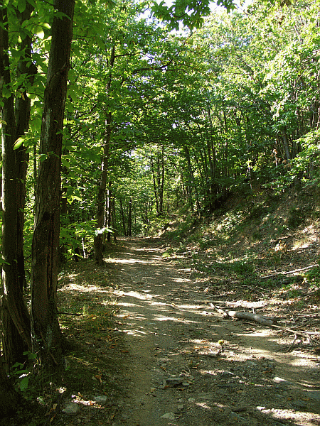 Passaggio nel bosco