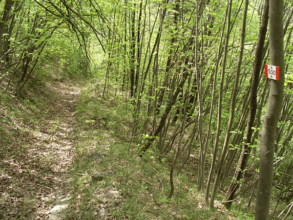 Il sentiero entra nel bosco