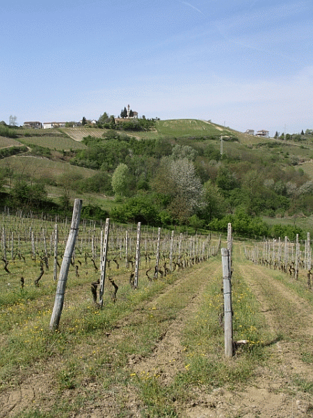 I vigneti