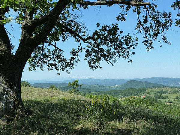 Veduta sulle Alpi