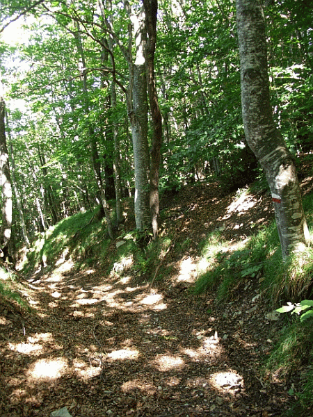 La faggeta