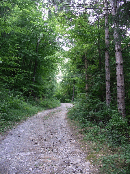 Il percorso nel bosco