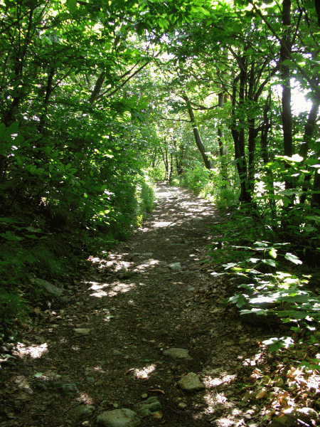 Il sentiero entra nel bosco
