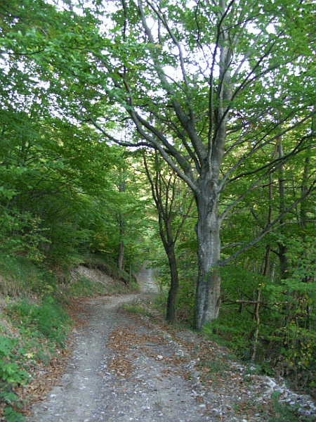 Passaggio tra i faggi