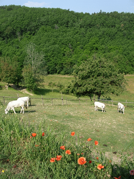 Mucche al pascolo