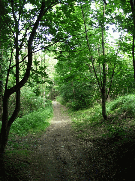 Passaggio nel bosco