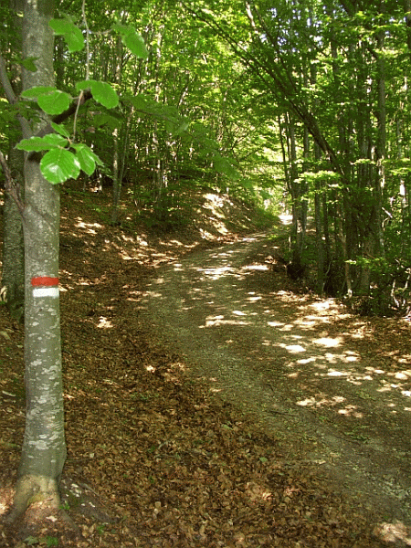 Passaggio nel bosco