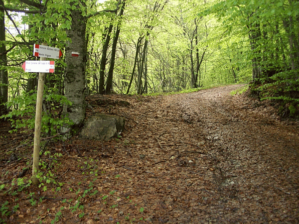 Ingresso nella faggeta