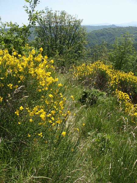Discesa fra le ginestre