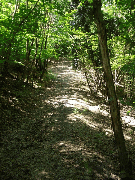 Passaggio nel bosco