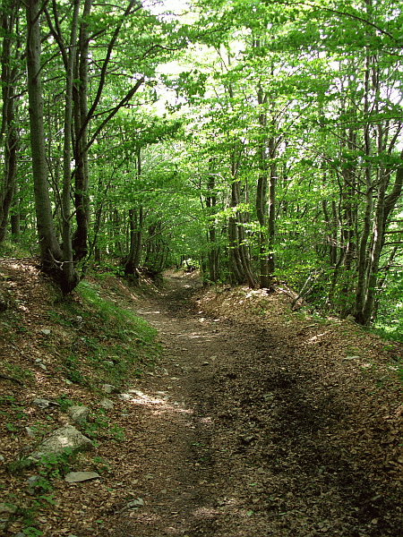 Passaggio nella faggeta