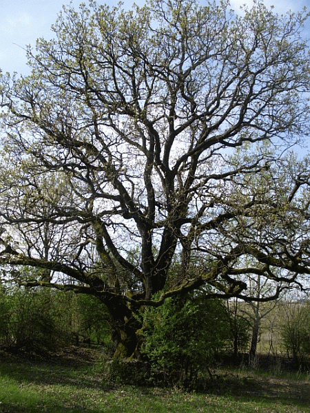 La quercia secolare