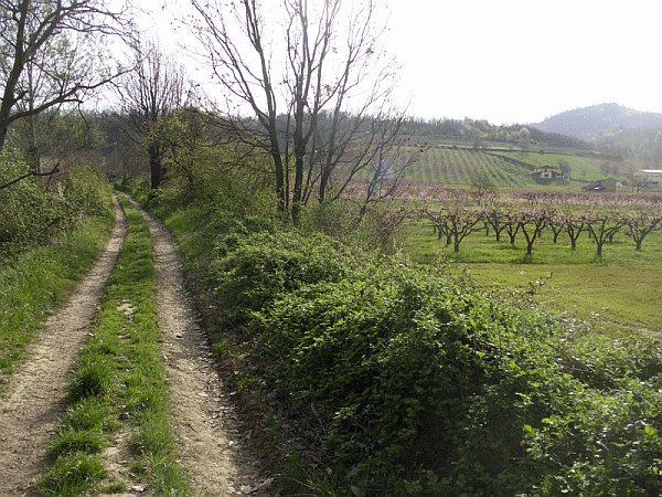 La carrareccia tra campi e frutteti