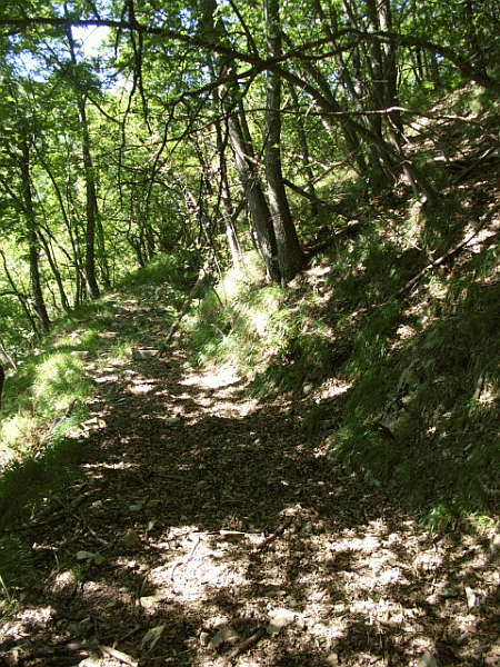 Il sentiero nel bosco