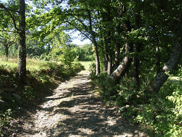 Passaggio tra le querce
