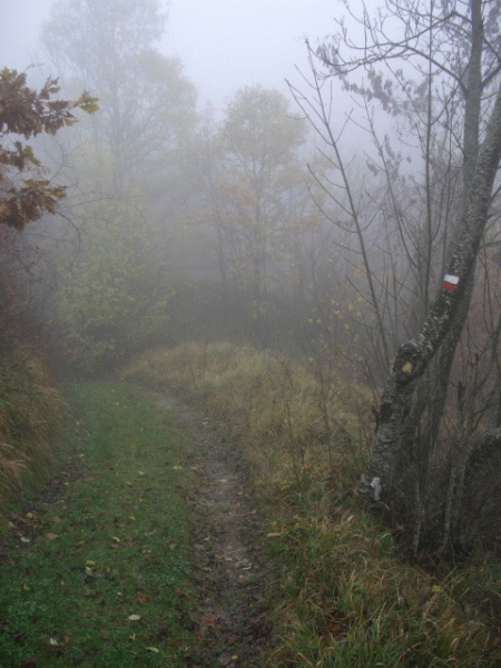 Il sentiero entra nel bosco