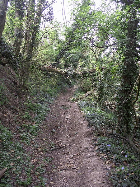 Il sentiero nel bosco
