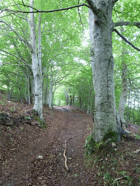 La faggeta