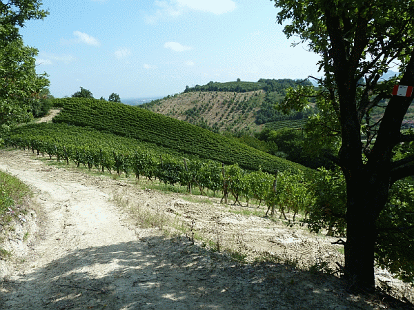 Vigneti lungo il percorso